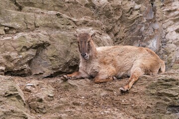  A Himalayan tahr is resting on the rock. Hemitragus jemlahicus 
