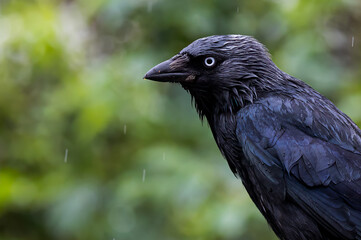a bird sitting on a branch in the rain looking around