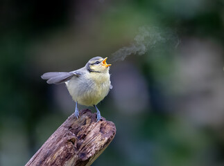 Blue tit chick with smoky breath on a cold morning