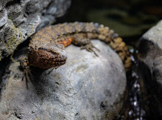 Blind red scaled lizard sitting on a rock