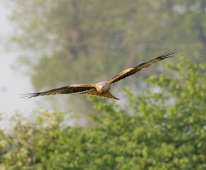 Red kite flying in front and over green trees