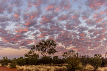 Fototapeta premium Australian outback landscape with remarkable trees at the end of the day
