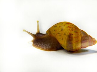The Serene Beauty of a Snail with the Grace of a Quiet and Smooth Ride