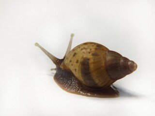 The Serene Beauty of a Snail with the Grace of a Quiet and Smooth Ride