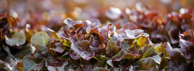 Banner fresh Red Oak Leaf Lettuce organic hydroponic vegetable plantation produce red salad hydroponic farm. Panorama red oak lettuce salad in Organic Farm. Salad farm vegetable with copy space