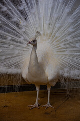 Close-up view on white peacock