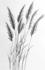 Fototapeta premium Black and white sketch of tall grass blades in natural composition.