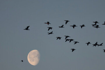 Cormorant flight