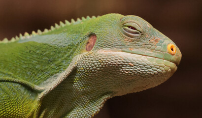 Lau banded iguana