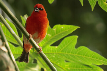 The red fody
