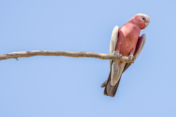 cacatoes galah (rosalbin) perched on a branch, Australia © serge