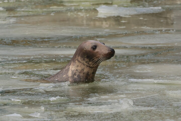 A seal in water with ice on the surface © Klimczak-Krajewska
