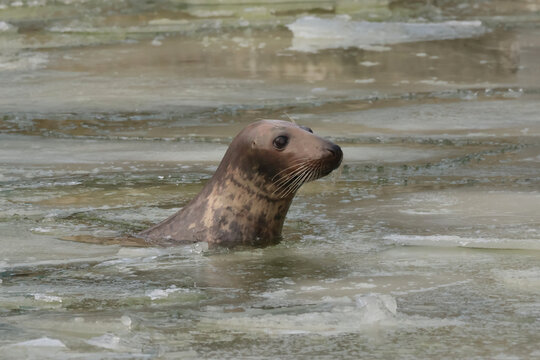 A seal in water with ice on the surface