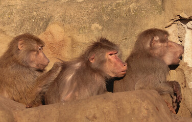 Three baboons