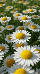 Fototapeta premium Close-Up Photorealistic Daisy Field, A Dense and Chaotic Floral Display