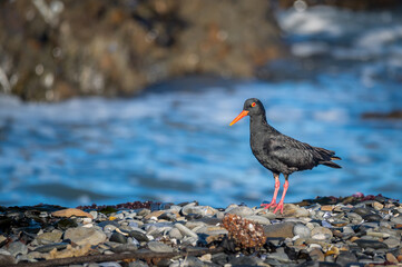 African Black Oystercatcher perched on a pebbled beach while searching for food. 