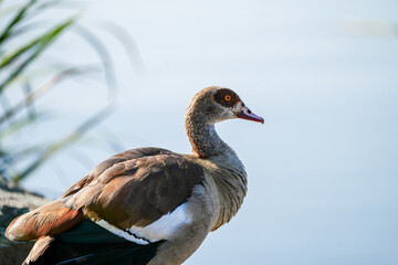 Portrait of an Egyptian goose on the shore of a lake.
