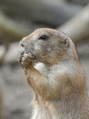 Portrait of a prairie dog. Animal in close-up. Cynomys.
