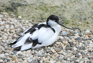 Portrait of an pied avocet. Bird with black and white plumage close-up. Recurvirostra avosetta.
