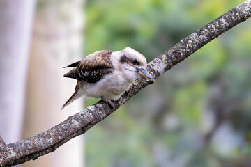Australian kingfisher (kookaburra) perched on a branch in the Blue Mountains forest, NSW, Australia