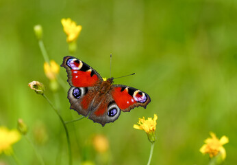 Portrait of the peacock butterfly. Insect close-up in nature. Aglais io. European peacock.
