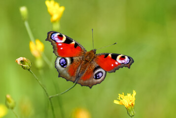 Portrait of the peacock butterfly. Insect close-up in nature. Aglais io. European peacock.
