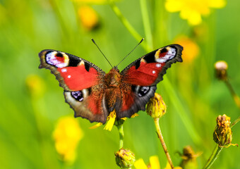 Portrait of the peacock butterfly. Insect close-up in nature. Aglais io. European peacock.

