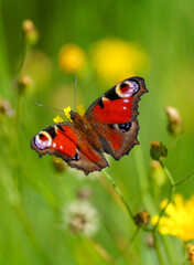 Portrait of the peacock butterfly. Insect close-up in nature. Aglais io. European peacock.

