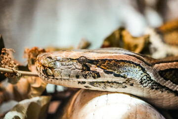 Portrait of a Tigerphyton. Snake close-up.
