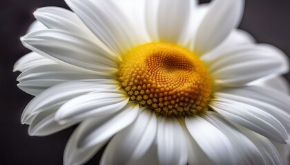 Obraz premium a white daisy flower with several petals an artistic photo with chamomile petals in close up a flower for interior decoration