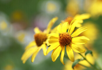 Bright yellow flowers in a summer garden