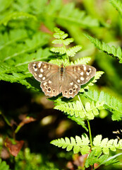 Speckled wood in nature. Close-up of brown butterfly. Insect in natural environment. Pararge aegeria.
