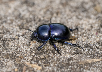 Forest dung beetle on sandy soil. Insect close-up. Black dung beetle. Anoplotrupes stercorosus. Dor beetle.

