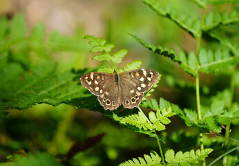 Speckled wood in nature. Close-up of brown butterfly. Insect in natural environment. Pararge aegeria.
