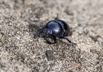 Forest dung beetle on sandy soil. Insect close-up. Black dung beetle. Anoplotrupes stercorosus. Dor beetle.
