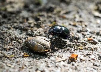 Forest dung beetle on sandy soil. Insect close-up. Black dung beetle. Anoplotrupes stercorosus. Dor beetle.
