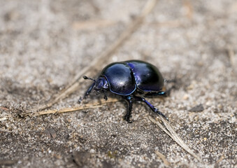 Forest dung beetle on sandy soil. Insect close-up. Black dung beetle. Anoplotrupes stercorosus. Dor beetle.
