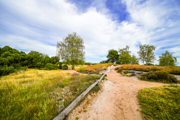 View of the landscape of the Westruper Heide. Nature reserve with heathland near Haltern am See in...