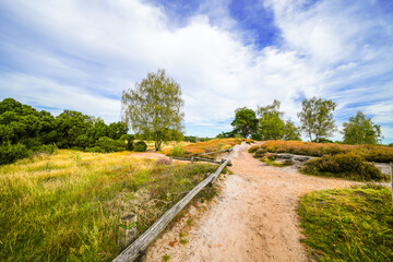 View of the landscape of the Westruper Heide. Nature reserve with heathland near Haltern am See in...