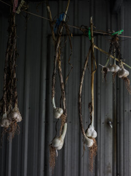 Drying garlic in a shed