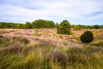 View of the landscape of the Westruper Heide. Nature reserve with heathland near Haltern am See in...