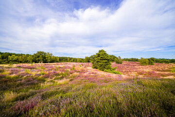 View of the landscape of the Westruper Heide. Nature reserve with heathland near Haltern am See in...