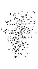 flying black rice isolated on transparent white background, clipping path