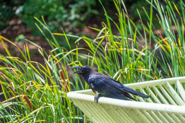 カラスと緑の草むら