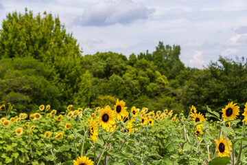 青空の下に咲くひまわり畑