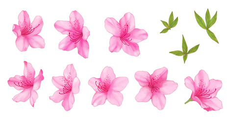 手描きのつつじ