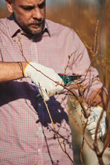 A male gardener with pruning shears carefully examines and cuts the budding branches of a plant,...