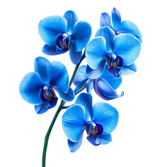 Vibrant blue orchid flowers isolated on transparent background.