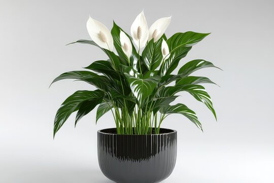 A high-resolution 3D rendering of a peace lily in a contemporary black planter, showcasing its glossy leaves and delicate white flowers.