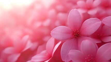 Pink flowers close-up soft focus